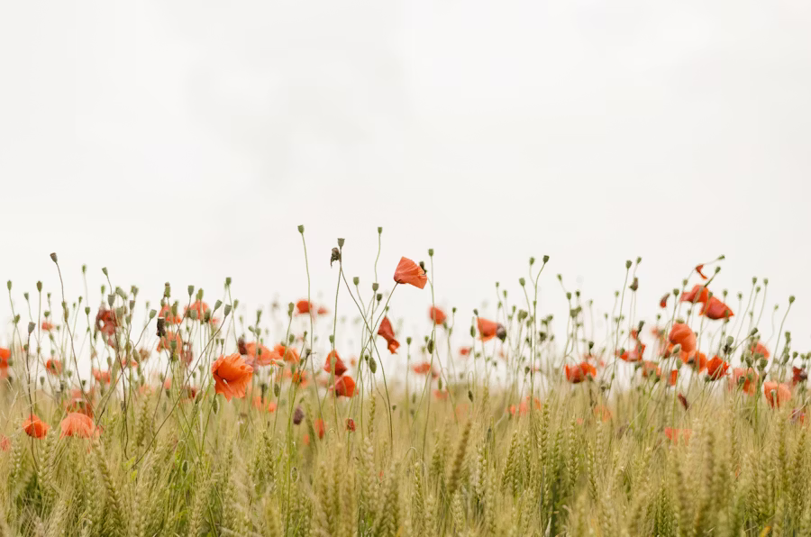 Nature photography example